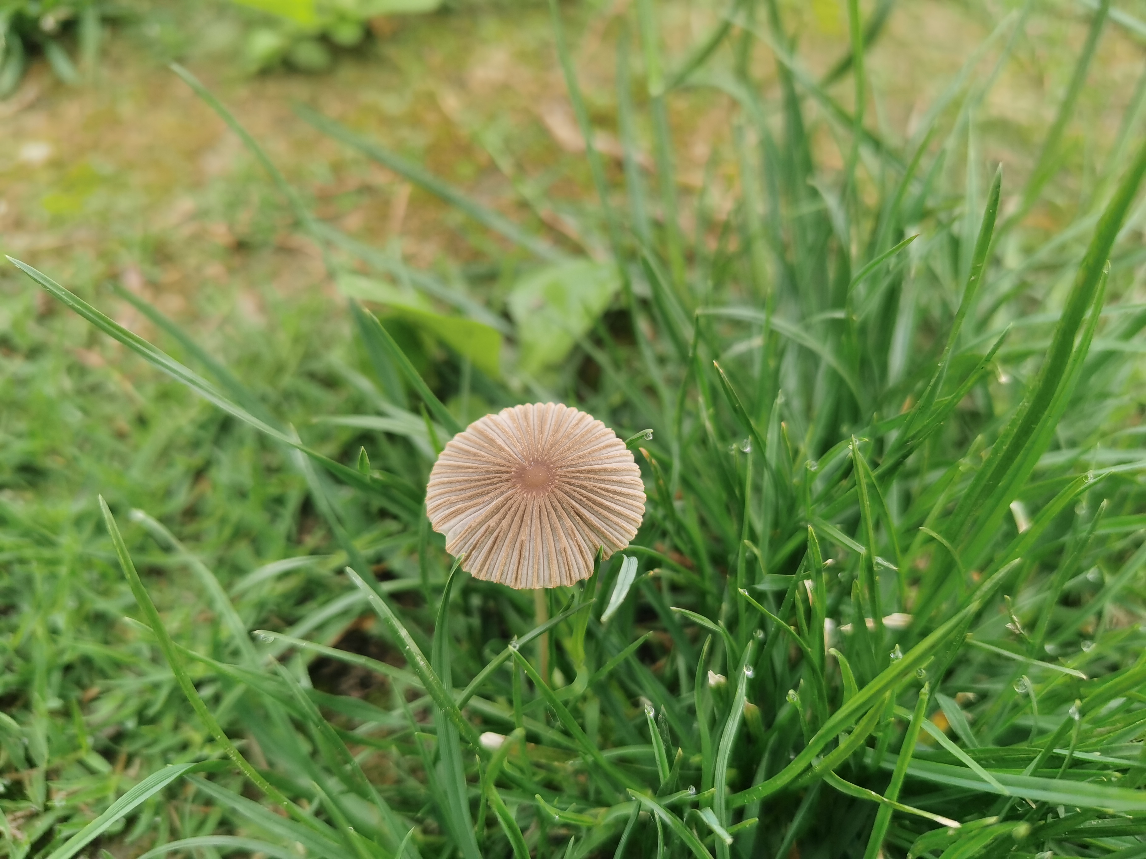 mushroom-image